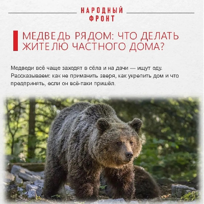 Как уберечься от медведей-шатунов